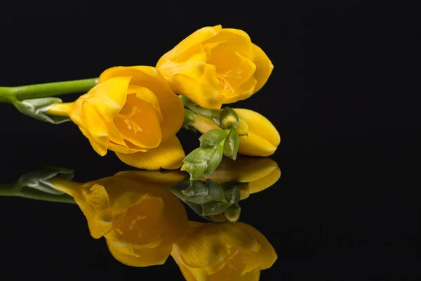 Flores Hermosa Freesia Amarilla Aisladas Sobre Fondo Negro Reflexión —  Fotos de Stock