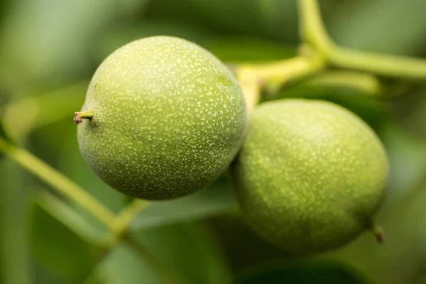 Frutos Frescos Nuez Cáscaras Verdes Que Maduran Árbol —  Fotos de Stock