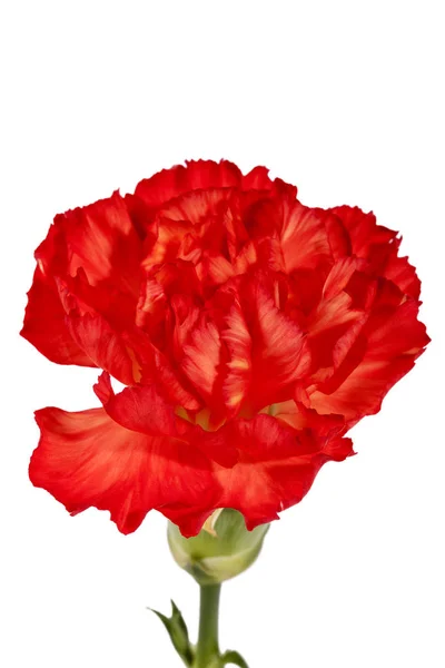 Flor Cravo Vermelho Dianthus Caryophyllus Isolada Sobre Fundo Branco — Fotografia de Stock