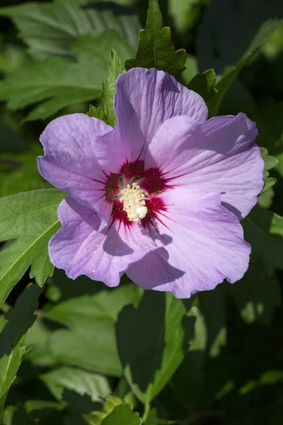 Beautiful Single Pink Flower Pink Hibiscus Syriacus Blooming Garden Sunny — Stock Photo, Image