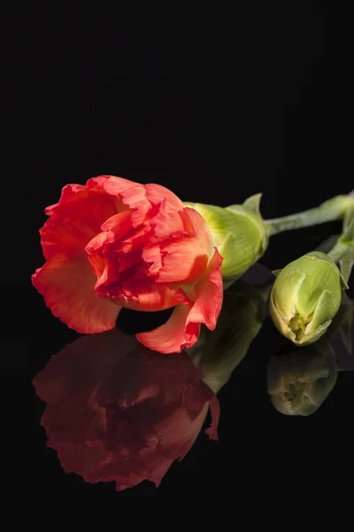 Bloem Met Rode Anjer Dianthus Caryophyllus Geïsoleerd Zwarte Achtergrond Spiegel — Stockfoto