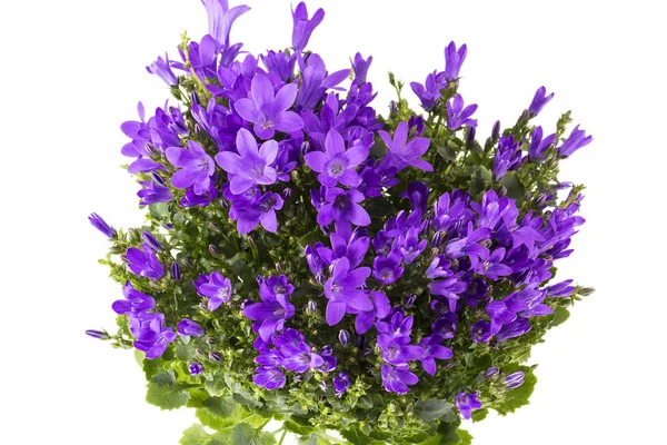 Flores Violetas Flor Sino Campanula Vaso Isolado Fundo Branco Close — Fotografia de Stock