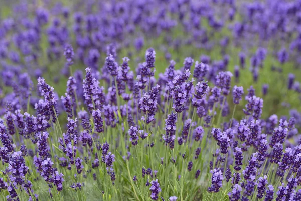 Lavender Flowers Blooming Garden Beautiful Lavender Field — Stock Photo, Image