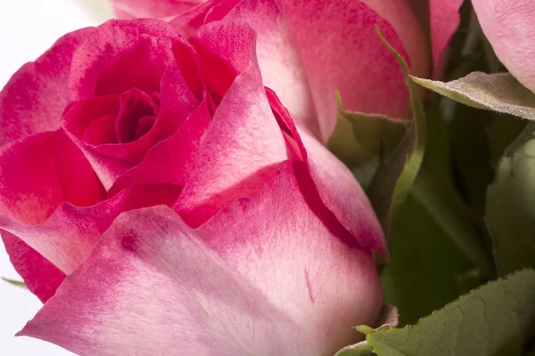 粉红玫瑰花束 — 图库照片
