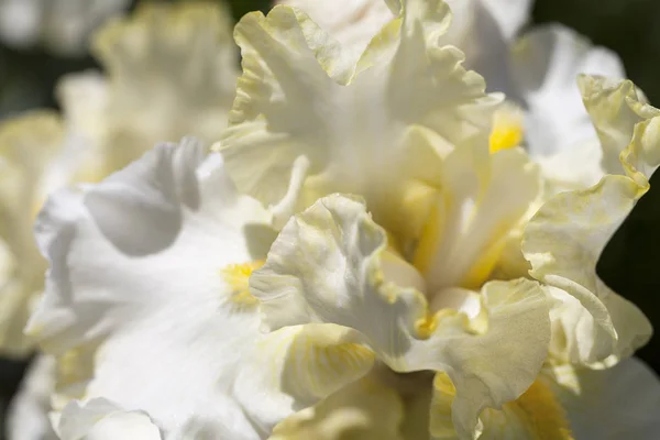 アイリス 庭に咲く黄色の花クローズ アップ — ストック写真