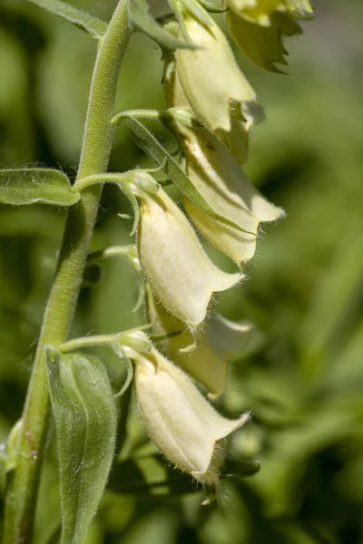 Digitalis Grandiflora Kwiat Kwitnący Ogrodzie Jest Gatunek Rośliny Należący Rodziny — Zdjęcie stockowe