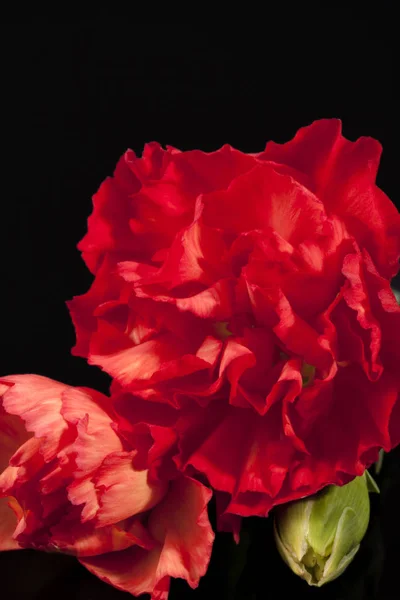 Blume Der Roten Nelke Dianthus Caryophyllus Isoliert Auf Schwarzem Hintergrund — Stockfoto