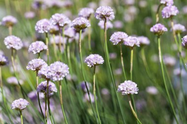 Deniz tasarruf (Armiria maritima), bir çayır çiçek çiçekler. Çiçekli bitki Plumbaginaceae ailesindeki familyasından.