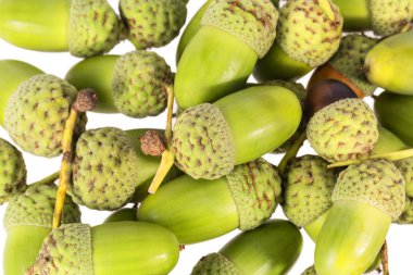 Beyaz arka plan üzerinde izole sonbahar meşe ağacı meyve, meşe palamutları, yakın çekim