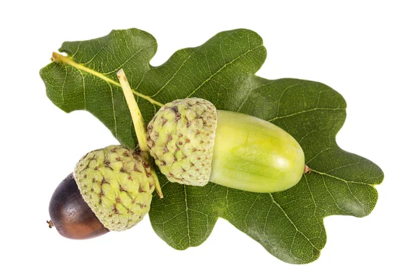 Fruto Roble Otoño Bellotas Aisladas Sobre Fondo Blanco Cerca — Foto de Stock