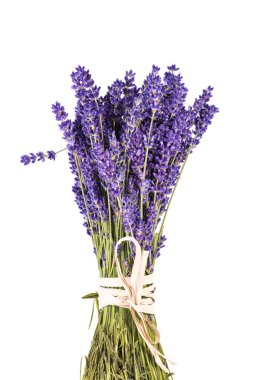 Beyaz arka planda izole edilmiş mor lavanta çiçekleri, yakın çekim.