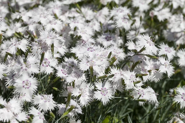 Dianthus Caryophyllus Carnation White Flowers Blooming Garden Native Mediterranean Region — Stock Photo, Image