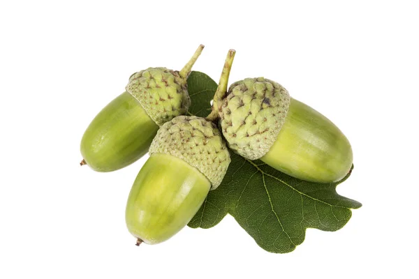 Fruto Roble Otoño Bellotas Aisladas Sobre Fondo Blanco Cerca — Foto de Stock