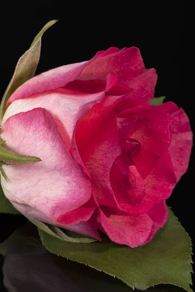Singolo Fiore Rosa Rosa Isolato Sfondo Nero Riflessione — Foto Stock