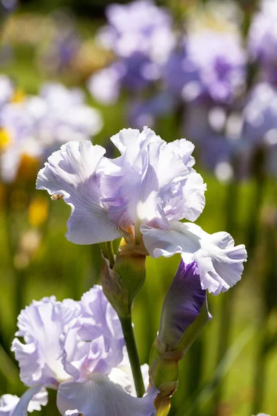 Iris Lila Virágok Virágzó Kert Közelről Tart Nevét Görög Szó — Stock Fotó