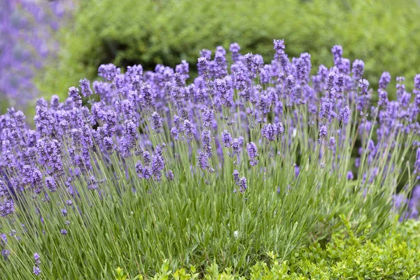 Flores Lavanda Floreciendo Jardín —  Fotos de Stock