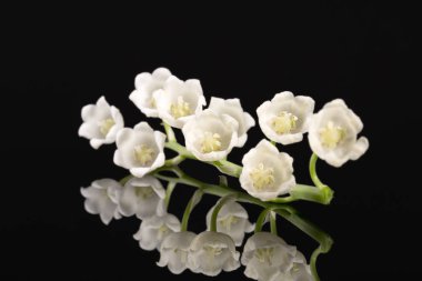 Siyah arka plan üzerine izole Convallaria majalis (Lily vadi) bahar çiçekleri tek dal yakın çekim