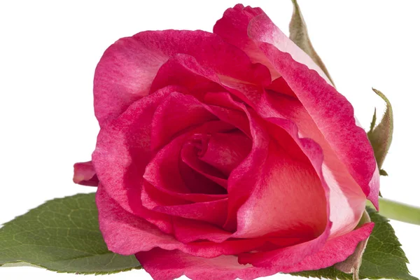 Einzelne Blume Aus Rosa Rose Isoliert Auf Weißem Hintergrund Nahaufnahme — Stockfoto