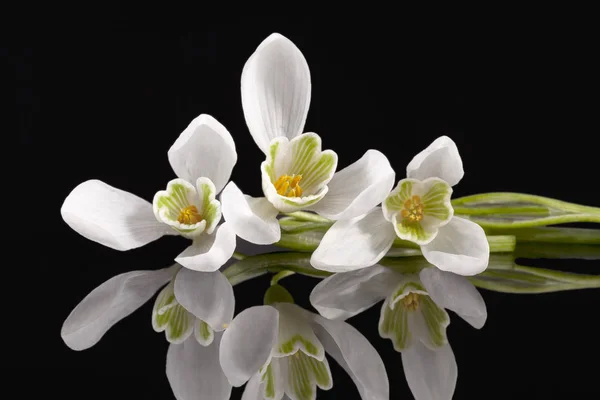 White Spring Flowers Snowdrop Isolated Black Background — Stock Photo, Image