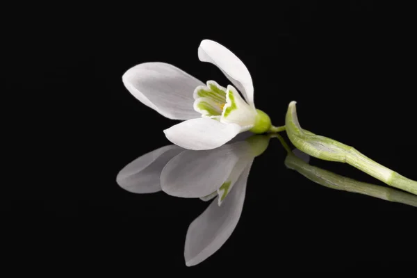 黒の背景に分離されたスノー ドロップの つの春の花 — ストック写真