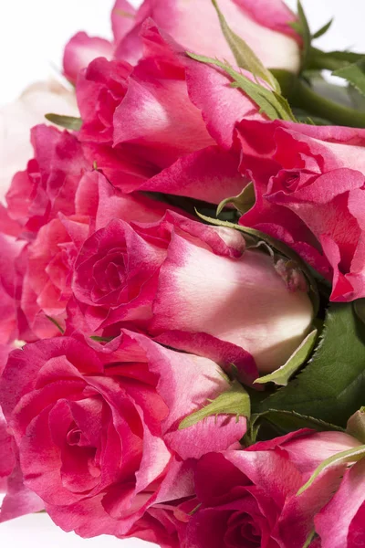 Strauss Aus Rosa Rosen Nahaufnahme — Stockfoto