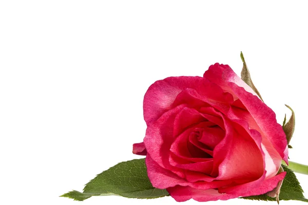 在白色背景查出的粉红色玫瑰的一朵花花 地方为文本 — 图库照片