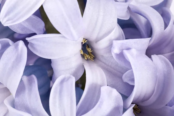 Våren Blommor Hyacint Vit Bakgrund Närbild — Stockfoto