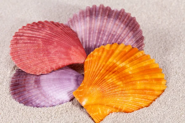 Group Colorful Sea Shells Mollusk Sand Close — Stock Photo, Image