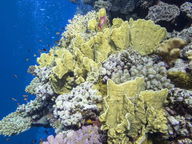 Renkli mercan resif alt tropikal deniz, sualtı manzara