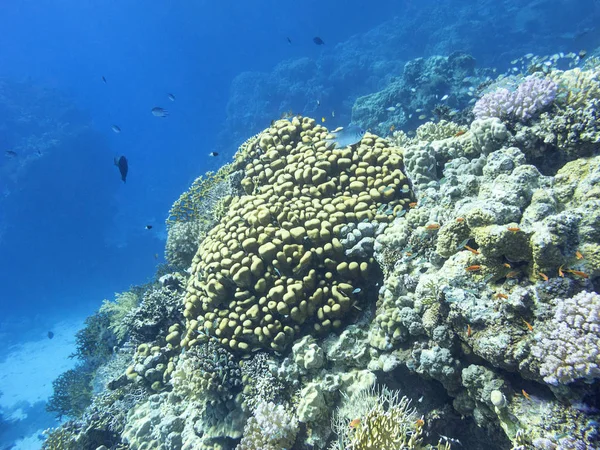 Recifes Corais Coloridos Fundo Mar Tropical Paisagem Subaquática — Fotografia de Stock