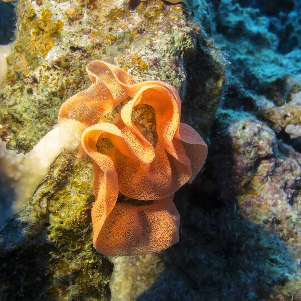 Colorful Coral Reef Bottom Tropical Sea Egg Ribbon Spanish Dancer — Stock Photo, Image