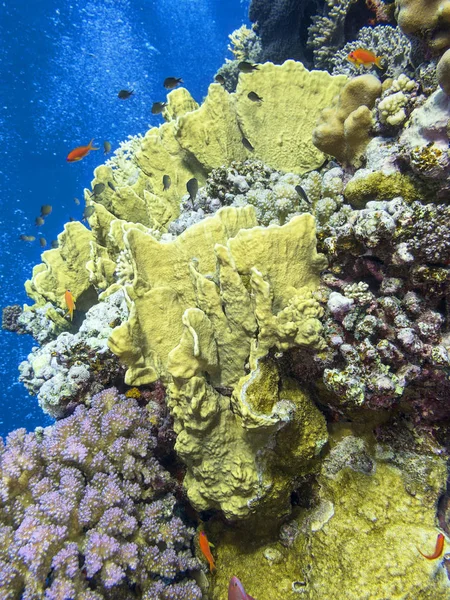 Барвистий Кораловий Риф Дні Тропічного Моря Підводний Пейзаж — стокове фото