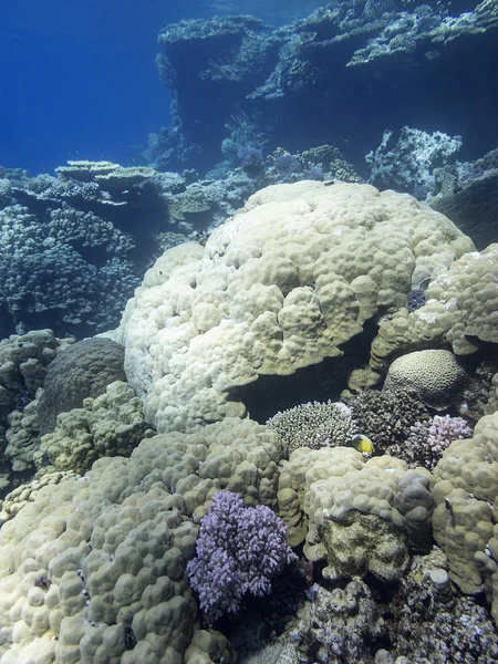 Красочный Коралловый Риф Дне Тропического Моря Подводный Пейзаж — стоковое фото