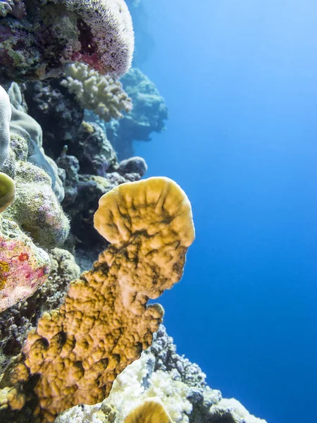 Farbenfrohe Korallenriffe Grund Des Tropischen Meeres Gelbe Feuerkorallen Unterwasserlandschaft — Stockfoto
