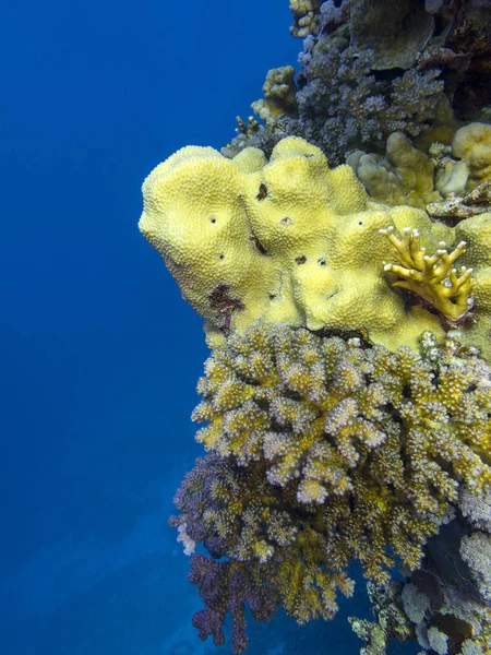 Récif Corallien Coloré Fond Mer Tropicale Paysage Sous Marin — Photo