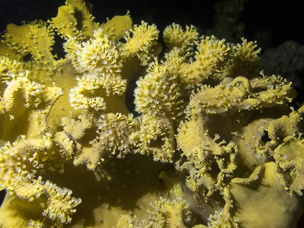 Récif Corallien Avec Grand Champignon Jaune Corail Cuir Fond Mer — Photo