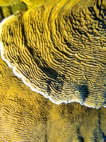 熱帯の海 サンゴ Pachyseris 水中風景の下にカラフルなサンゴ礁 — ストック写真