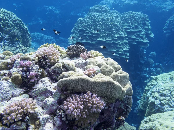 Színes Korallzátonyok Trópusi Tengerfenék Víz Alatti Táj — Stock Fotó