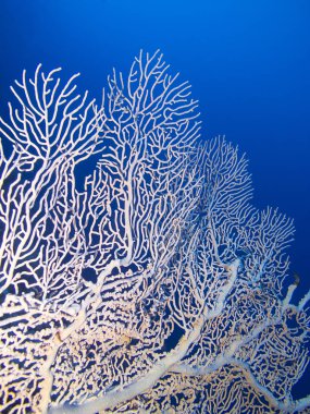 Mercan gorgonian arka planda alt tropikal deniz, sualtı manzara mavi su ile