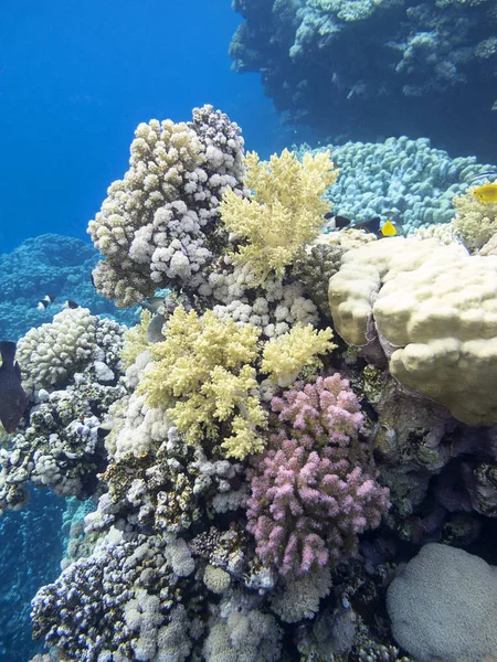 Renkli Mercan Resif Alt Tropikal Deniz Sualtı Manzara — Stok fotoğraf