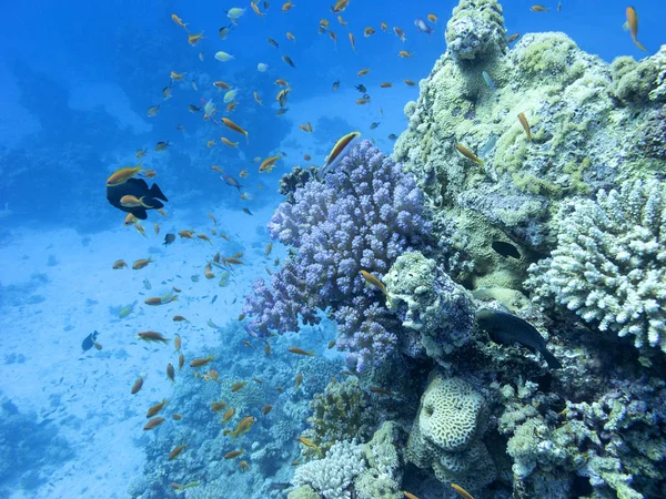 カラフルなサンゴ礁熱帯海 青い水 水中風景の背景の下に — ストック写真