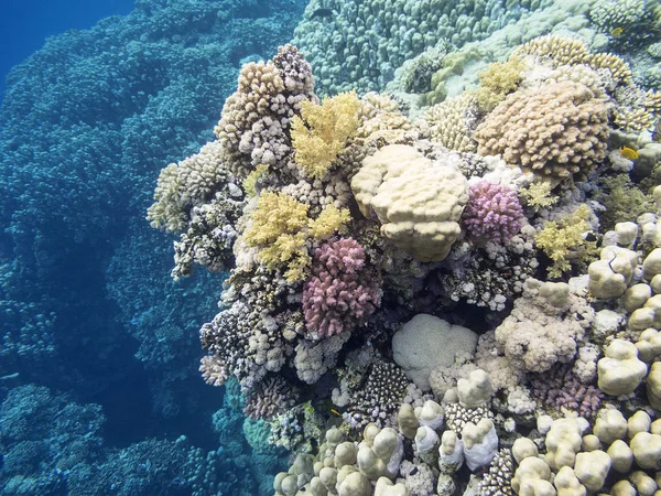 Farbenfrohe Korallenriffe Grund Des Tropischen Meeres Unterwasserlandschaft — Stockfoto