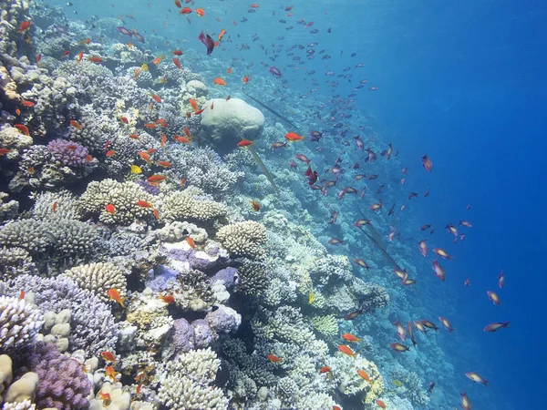 Colorful Coral Reef Bottom Tropical Sea Underwater Landscape — Stock Photo, Image