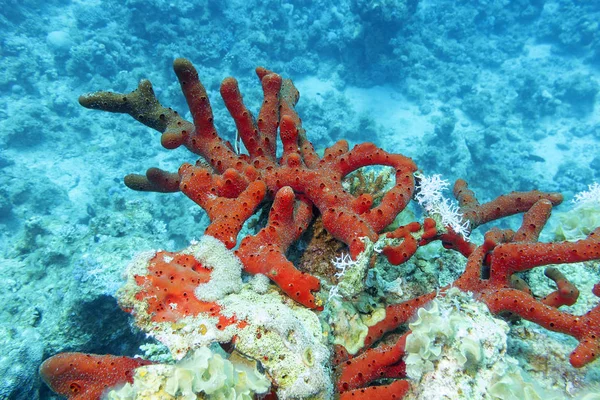 熱帯の海 紅海スポンジ 水中風景の下にカラフルなサンゴ礁 — ストック写真