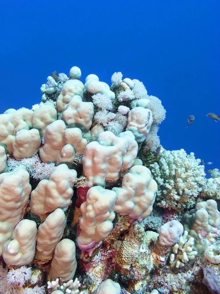 Colorful Coral Reef Bottom Tropical Sea Underwater Landscape — Stock Photo, Image