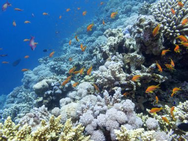 Renkli mercan resif alt tropikal deniz, sualtı manzara