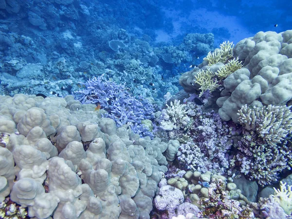 Красочный Коралловый Риф Дне Тропического Моря Твердые Кораллы Подводный Пейзаж — стоковое фото