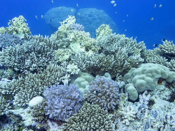 Kleurrijk Koraalrif Bodem Van Tropische Zee Harde Koralen Onderwaterlandschap — Stockfoto