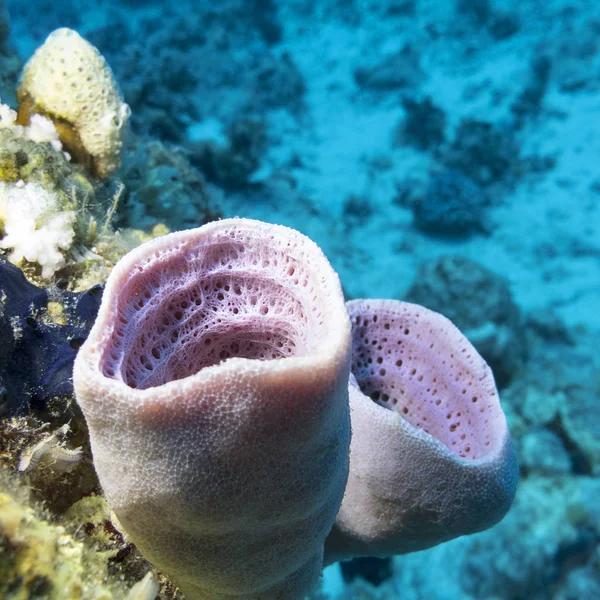 Farbenfrohe Korallenriffe Grund Des Tropischen Meeres Violette Meeresschwämme Unterwasserlandschaft — Stockfoto