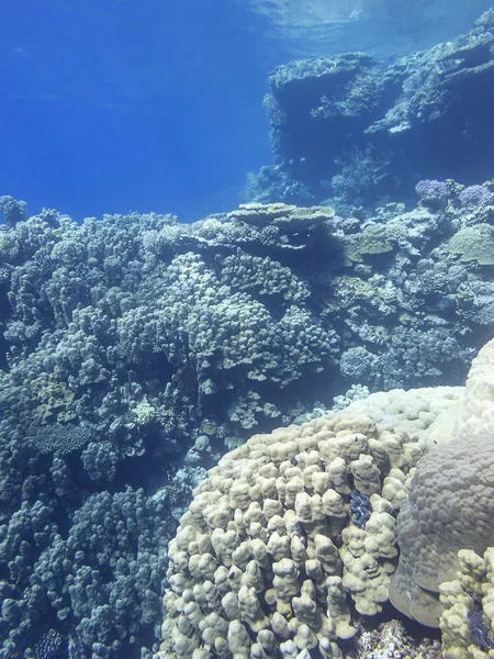 Colorido Arrecife Coral Fondo Del Mar Tropical Grandes Corales Duros —  Fotos de Stock